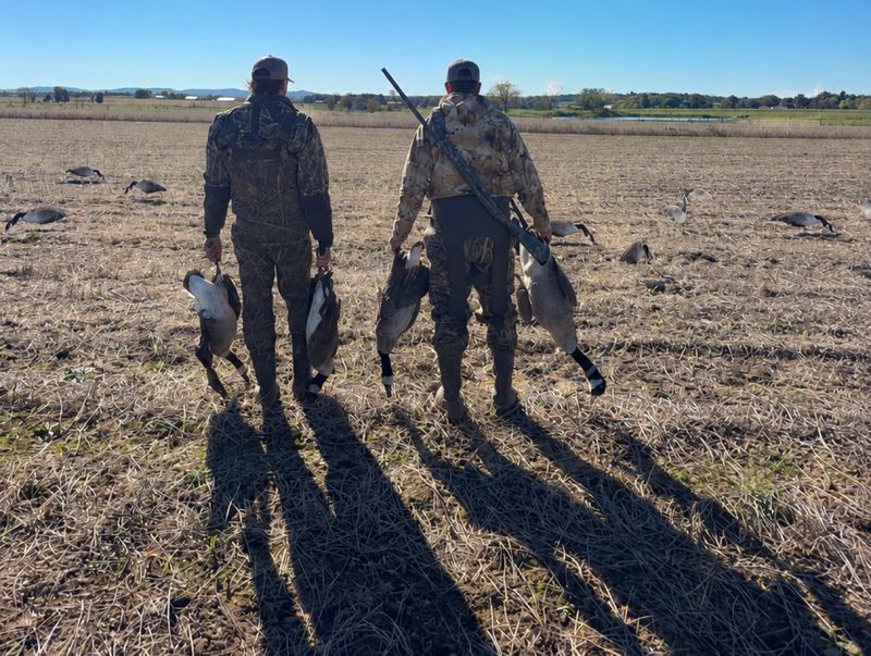 Two hunters in camouflage walk across a harvested field carrying Canada geese, with goose decoys around them under a blue sky